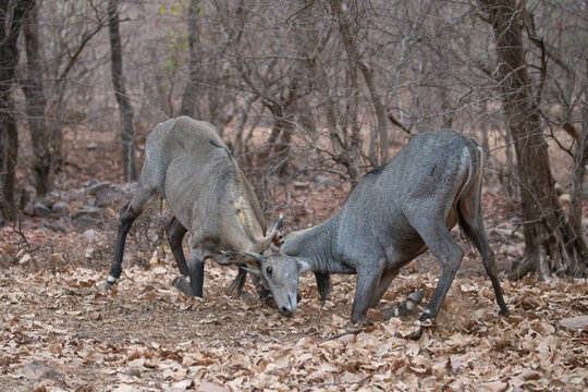 Beautiful and biggest asian antelope nilgai male fighting in the nature habitat. Big males fight. Indian wildlife. Blue bull mating time.