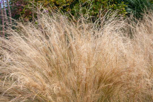 Stipa Tenuissima an evergreen ornamental grass plant commonly known as Mexican feather grass, stock photo image