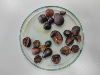 The kernal palm seeds in a small glass container are being cooled after being removed from the microwave