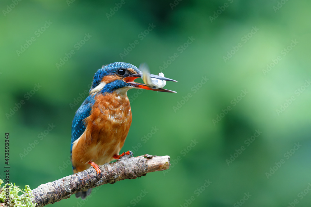 Sticker Common Kingfisher (Alcedo atthis) sitting on a branch after fishing in the forest in the Netherlands