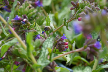 Geflecktes Lungenkraut mit Insekt