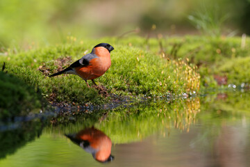 Eurasian bullfinch, common bullfinch or bullfinch (Pyrrhula pyrrhula) searching for water at a small waterhole in the forest in the Netherlands