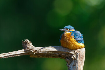 Common Kingfisher (Alcedo atthis) sitting on a branch after fishing in the forest in the Netherlands