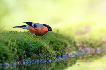 Eurasian bullfinch, common bullfinch or bullfinch (Pyrrhula pyrrhula) searching for water at a...