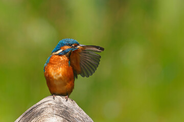 Common Kingfisher (Alcedo atthis) sitting on a branch after fishing in the forest in the Netherlands