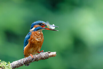 Common Kingfisher (Alcedo atthis) sitting on a branch after fishing in the forest in the Netherlands