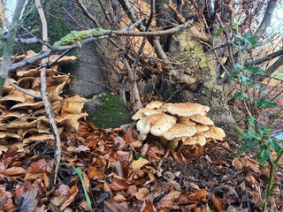 Fungus mushroom growing at the base of a tree in the winter UK