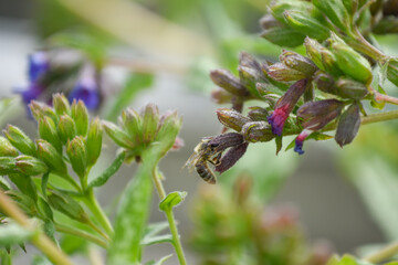 Geflecktes Lungenkraut mit Insekt