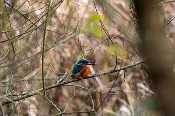 A common Eurasian kingfisher, Alcedo atthis perched by a pond.