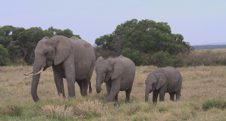 a herd of elephants, one adult and two calves, grazing peacefully in the wild grasslands of the...