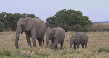 a herd of elephants, one adult and two calves, grazing peacefully in the wild grasslands of the masai mara, kenya