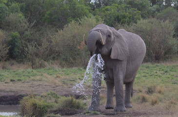 Obraz premium female african elephant standing next to watering hole and drinking water with her trunk in the wild plains of the masai mara, kenya