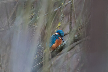 A common Eurasian kingfisher, Alcedo atthis perched by a pond.
