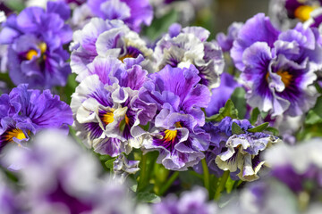 Fototapeta premium Veilchen