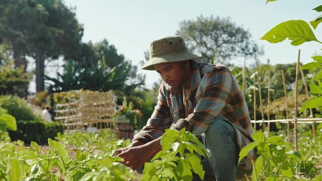 Mixed race male farmer working in vegetable garden outside home