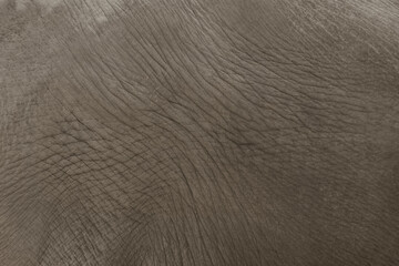シワの入った象の表皮
