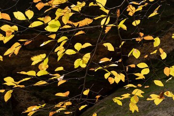 Autumn gold colored leafs in nature on dark background