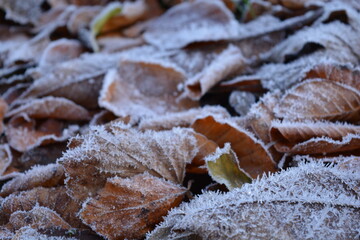 United Kingdom autumn leaves are covered in frost, close up in the morning sun.