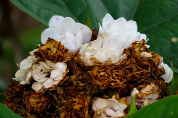 Jasminum or jasmine or mogra flower.