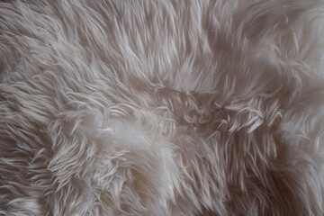 close up of a fur