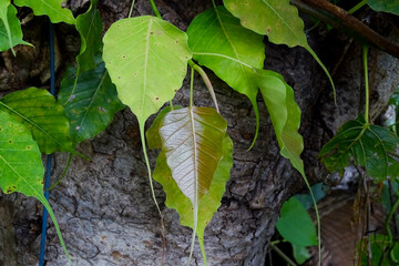 Sacred fig leaf (Ficus religiosa L. , Pipal Tree, Bohhi Tree, Bo Tree, Peepul ) on garden.