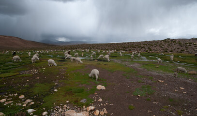 Llamas grazing