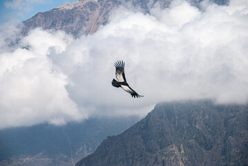 Gliding Condor