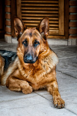 German Shepherd