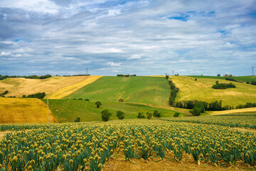 Rural landscape near Cingoli and Appignano, Marche, Italy