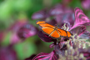 butterfly on flower