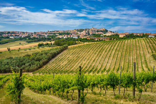 View of Camerano, Ancona province, and vineyards