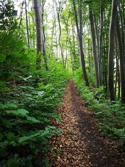 Sommerwald in Thüringen, Thüringer Wald, Waldweg
