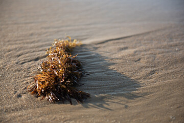 Seaweed 
