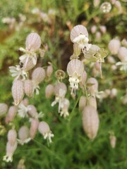Sommerwald in Thüringen, Thüringer Wald, Waldblume