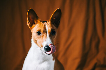 Portrait of red white basenji dog.