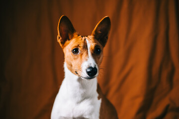 Portrait of red white basenji dog.