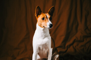 Portrait of red white basenji dog.