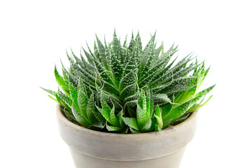 Succulent aloe houseplant in flower pot isolated on white