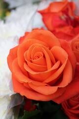 Bright orange roses 