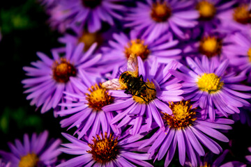 Wunderschöne Blütenpracht im heimischen Garten 