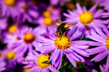 Wunderschöne Blütenpracht im heimischen Garten 
