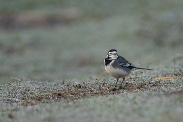 Adult Pied Wagtail, Motacilla Alba Yarrellii on frozen grassland.