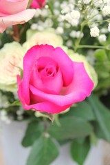 pink rose
