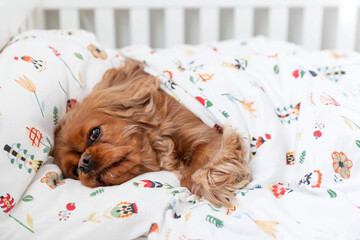 Dog in bed