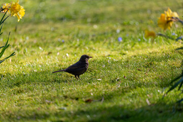 Eurasian blackbird on grass in a park