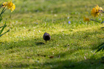 Eurasian blackbird on grass in a park