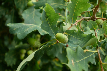 Green acorns on the oak tree