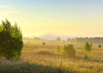 Misty dawn in the field