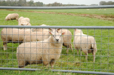 Fototapeta premium Sheep behind a steel fence