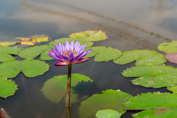 Beautiful pink waterlily or lotus flower in pond.